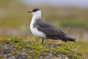 Arctic Skua (Stercorarius parasiticus)