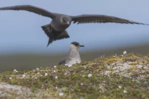 Arctic skuas (Stercorarius parasiticus)