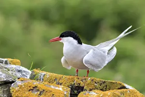 Arctic tern, Farne Islands Nature Reserve