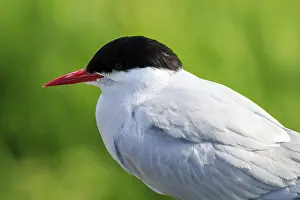 Arctic tern, Farne Islands Nature Reserve