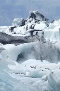 Arctic Tern on a iceberg glacier lake Joekulsarlon Iceland