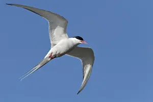 Arctic Tern (Sterna paradisaea)
