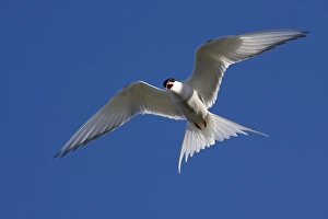 Arctic tern (Sterna paradisaea)