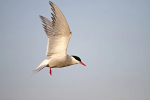 Arctic Tern (Sterna paradisaea)