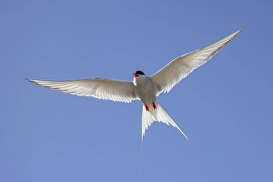 Arctic tern (Sterna paradisaea)