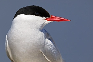Arctic tern (Sterna paradisaea)