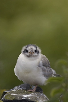 Arctic Tern (Sterna paradisaea)