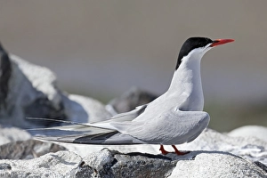 Arctic tern (Sterna paradisaea)