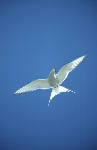 Arctic tern (Sterna paradisaea)