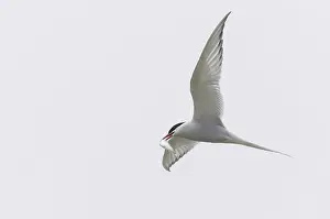 Arctic tern (Sterna paradisaea)