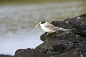 Arctic tern (Sterna paradisaea)
