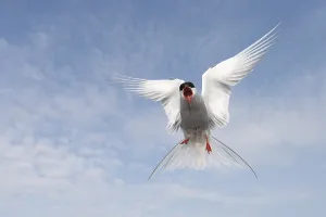 Arctic Tern (Sterna paradisaea)