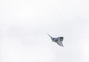 Arctic tern, Sterna Paradisaea