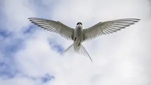 Arctic tern, Sterna Paradisaea