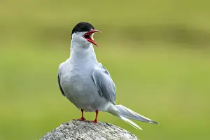 Arctic tern, Sterna paradisaea