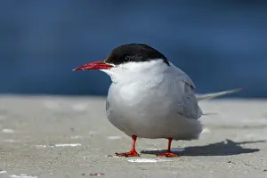 Arctic tern, Sterna paradisaea