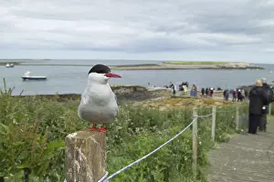 Arctic tern (Sterna paradisaea)