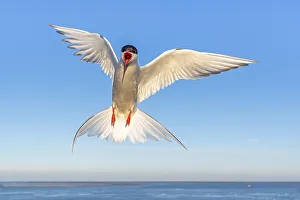 Arctic tern (Sterna paradisaea) on approach