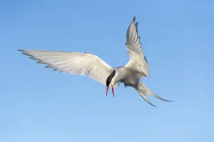 Arctic tern (Sterna paradisaea) on approach