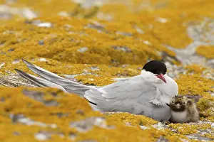 Arctic Tern (Sterna paradisaea) with chick