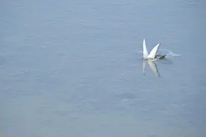 Arctic tern (Sterna paradisaea) diving for a fish