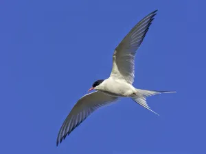 Arctic tern (Sterna paradisaea) in flight
