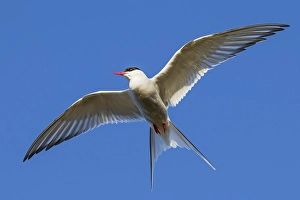 Arctic tern (Sterna paradisaea) in flight, peninsula Snaefellsnes, Iceland, Europe