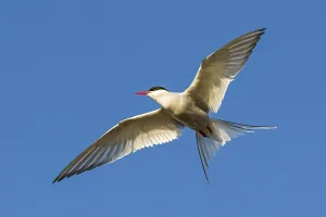 Arctic tern (Sterna paradisaea) in flight