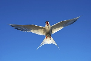 Arctic tern (Sterna paradisaea) in flight