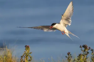 Arctic tern (Sterna paradisaea) in flight