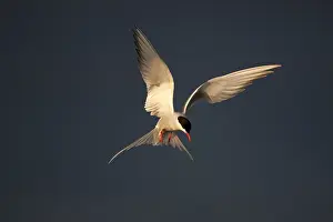 Arctic Tern (Sterna paradisaea) flying