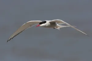 Arctic Tern (Sterna paradisaea) flying