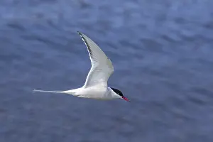 Arctic tern (Sterna paradisaea) flying over sea water