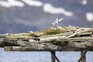 Arctic tern (Sterna paradisaea) landing on a breeding platform