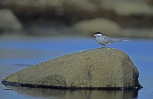 Arctic Tern (Sterna paradisaea) Spitsbergen