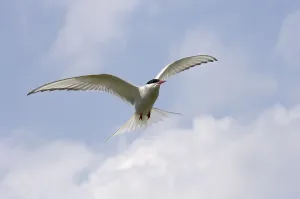 Arctic Tern (Sterna paradisea) adult