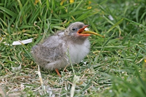 Arctic Tern (Sterna paradisea) chick
