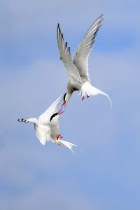 Arctic terns (Sterna paradisaea) in flight