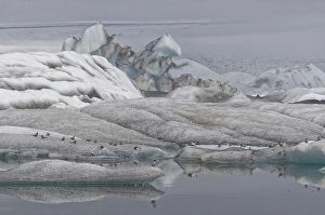 Arctic terns (Sterna paradisaea) in glacier lagoon Jokulsarlon