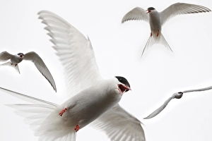 Arctic terns (Sterna paradisaea) (Laridae)