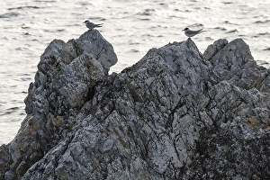 Arctic terns (Sterna paradisaea) sitting on rocks