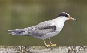 Arctic terns (Sterna paradisea) Arctic Tern