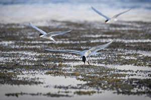 Arctic terns (Sterna paradisea) in flight