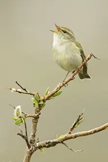 Arctic Warbler (Phylloscopus borealis) singing