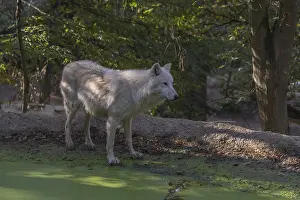 One Arctic wolf (Canis lupus arctos)