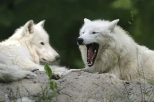 Arctic wolf (canis lupus arctos)