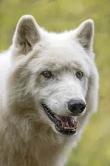 Arctic wolf (Canis lupus arctos)