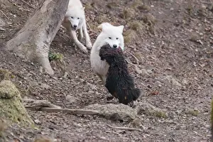 Arctic wolf (Canis lupus arctos)