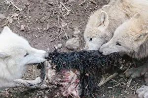 Arctic wolf (Canis lupus arctos)