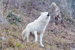 Arctic wolf (Canis lupus arctos)